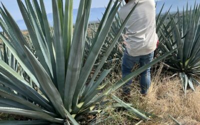 Una oportunidad sostenible a partir del tequila