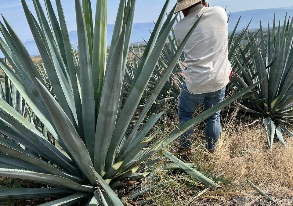 Una oportunidad sostenible a partir del tequila